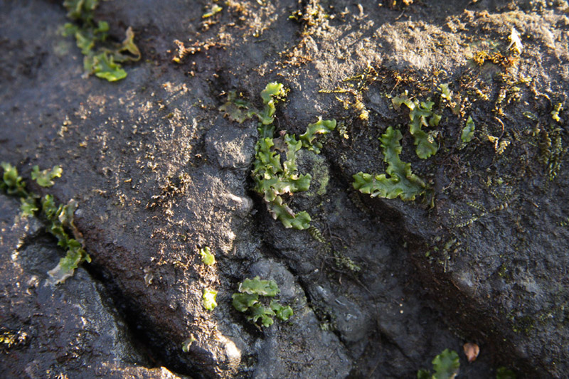 Aneura pinguis